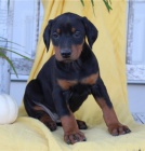 Dobrmana - �t�n�tka bez PP