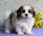 �t��ata shih tzu