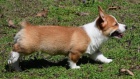 Rozko�n� �t��ata welsh corgi Pembroke.