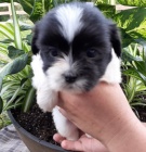 �t��ata shih tzu