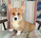 �t��ata Welsh Corgi Pembroke jsou p�ipravena na nov� rodiny.
