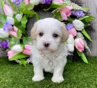 Havansk� �t��ata jsou p�ipravena na adopci a nov� rodiny.