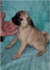 Mops �t��ata jsou p�ipravena k adopci a nov�m rodin�m.