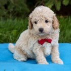 Prod�m �t��ata Mini Bichon Poo