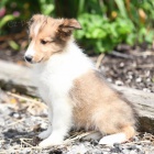 Prod�m zdrav� a kr�sn� �t��ata shetlandsk�ho ov��ka.