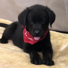 Prod�m �t��ata labradorsk�ho retr�vra.