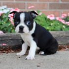 Prod�m �t��ata bostonsk�ho teri�ra