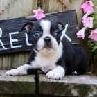 Prod�m �t��ata bostonsk�ho teri�ra