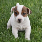 Prod�m kr�sn� a rozko�n� �t���tka jack russell.