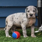 Prod�m �t��ata n�meck� dogy.