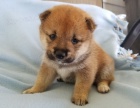 prodej mini �t���tek shiba inu