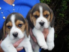 Kr�sn� a rozko�n� t��barevn� �t���tka beagle k dispozici a p�ipraven� k prodeji.
