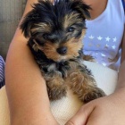 Rozko�n� �t���tka yorkshire.