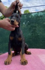 DOBERMAN �t��ata