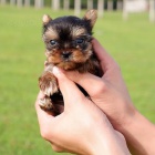 Prod�m mini toy �t���tka Yorkie