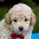 Kr�sn� mini Bichon poo �t���tka k dispozici a p�ipraven� k prodeji.