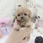 Zdrav� a kr�sn� miniaturn� mu�i a �eny pudl �t��ata na prodej.