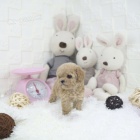 Zdrav� a kr�sn� miniaturn� mu�i a �eny pudl �t��ata na prodej.