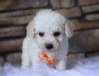 Miniaturn� MALTIPOO �T��ATA na prodej.