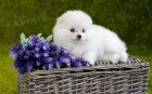 miniaturn� �t��ata Pomeranian na prodej.