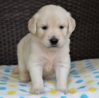 O�kovan� �t��ata Zlat�ho Retr�vra na prodej.