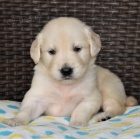 O�kovan� �t��ata Zlat�ho Retr�vra na prodej.