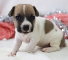 Prod�m �t��ata Jack Russell teri�ra.