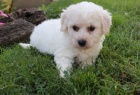 �t��ata Bichon Frise