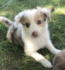 Prod�m kr�sn� �t���tka Border kolie