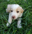 Prod�m kr�sn� �t���tka Border kolie