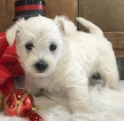 Prod�m �t��ata MINI West Highland White Terriers