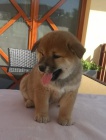 Shiba inu �t��ata