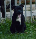 Staford��rsk� bulteri�r