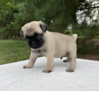 Prod�m kr�sn� mini b�ov� �t���tka mopsl�ka