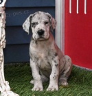 Kr�sn� �t��ata n�meck� dogy jsou k dispozici a p�ipravena k prodeji.