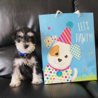 Kn�ra� - mini �t���tka k adopci.