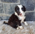 Prod�m zdrav� a hygienicky vy�kolen� �t��ata Portugalsk�ho vodn�ho psa.