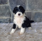 Prod�m zdrav� a hygienicky vy�kolen� �t��ata Portugalsk�ho vodn�ho psa.