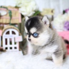 prodej �t��at mini pomskies-(k��enec sibi�sk�ch a pomeransk�ch).