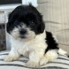 Hygienicky vy�kolen� miniaturn� �t��ata shihpoo na prodej.