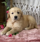 kr�sn� �t��ata Zlat�ho Retr�vra na prodej.