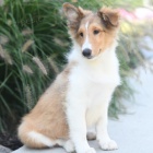 �t���tka �eltie na prodej.