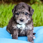 ��asn� a zdrav� �t��ata Bichonpoo na prodej.