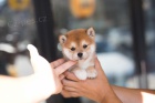 na prodej mini sladk� rozko�n� �t���tka Shiba inu