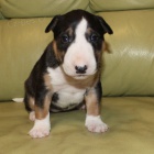 prod�m mini kr�sn� �t��ata anglick�ho bulteri�ra.