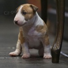 prod�m mini kr�sn� �t��ata anglick�ho bulteri�ra.