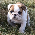 Kr�sn� a and�lsk� mu� a �ena �t��ata anglick�ho buldoka na prodej