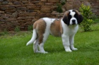 Svatobernardsk� pes - Bernard�n