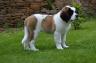 Svatobernardsk� pes - Bernard�n