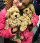  Rozko�n� �t���tka Maltipoo